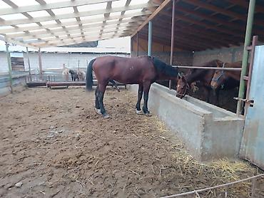 Лошади, кони: Продаю | Жеребец | Рабочий — 8