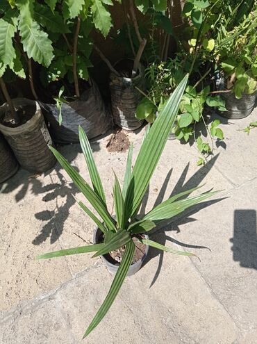 Ağaclar: Xurma ağacları hazır dipcəklərdə 10 manatdan 150 manata kimi ağaclar — 10