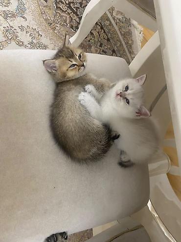 Кошки: Шотландская вислоухая — 7