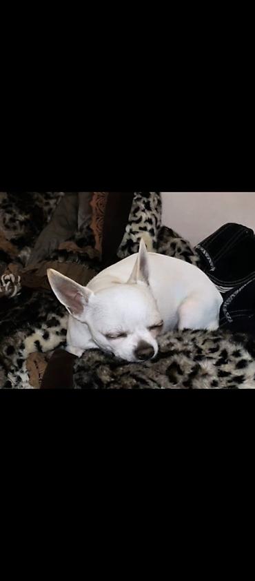 Psi: MINI ČIVAVE. Mini čivave oba pola kristalno bele, zlatne i na lalafo.rs — 4 Psi: MINI ČIVAVE. Mini čivave oba pola kristalno bele, zlatne i — 4