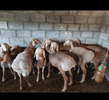 продам домик для кошки: Продаю | Баран (самец) | Для разведения | Племенные