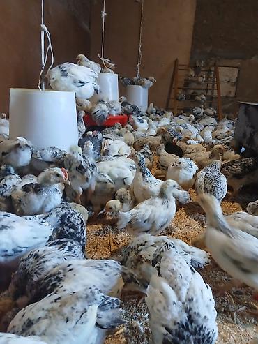 bulbul quşu satışı: 1aydan yuxari serebrist colpalar 4 manat unvan quba — 4