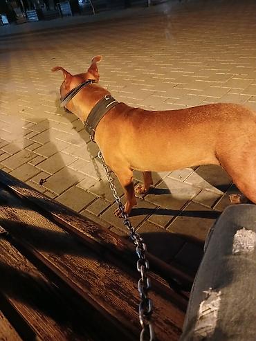 pitbul iti: Pitbul, 1 il, Dişi, Peyvəndli — 2