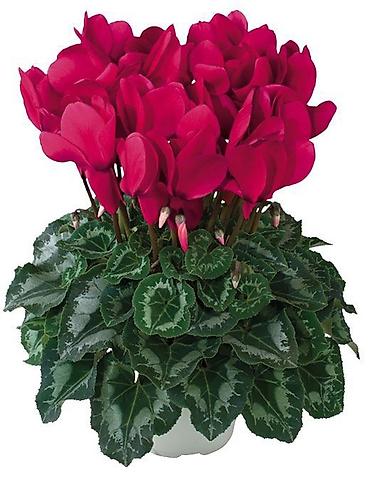 Фиалки и глоксинии: Продаю только оптом цветы из Узбекистана.глоксинии фикусы — 23