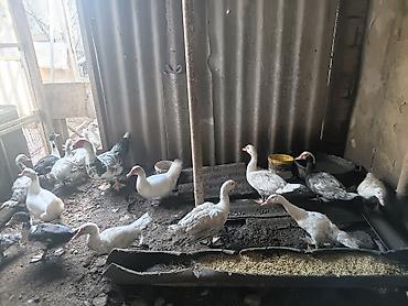 pitbull iti balasi: Müşk ördəkləri (hinduşka ördəyi) təsvir olunur. Şəkildə bir neçə ədəd — 3