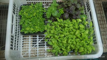 Здоровое питание: Продается вкусная красивая и очень полезная микрозелень в большом — 16