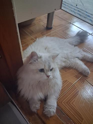 kanqal balasi: Cutleşdirilir 3gün 100m silver şinşilla satılmır! — 3