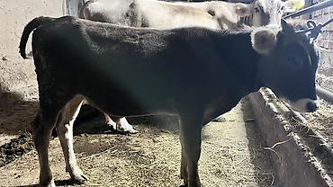 Коровы, быки: Продаю | Корова (самка), Бык (самец), Музоо, торпок | На откорм, Для молока — 15