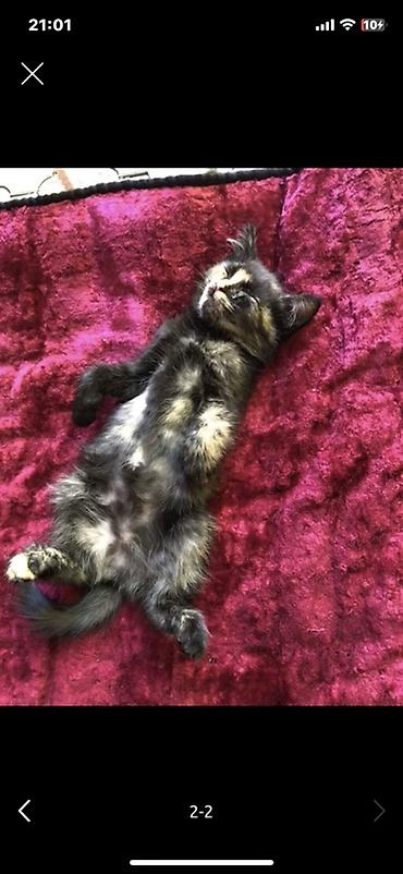 возьму кошку в добрые руки: Отдаю котят в один дом! В хорошие руки, на тех кто будет отправлять — 1