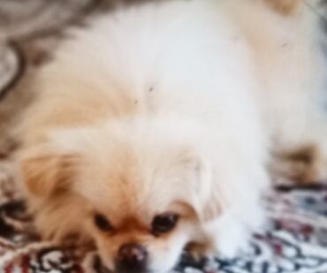 Hyundai: Pekines