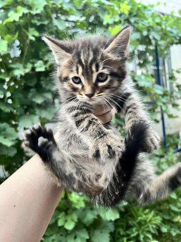 шотландская мраморная кошка: Предлагаются очаровательные котята разных окрасов. Есть котята с