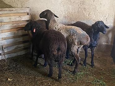 Продам с/х животных: Продаю | Ягненок, Баран (самец) | Полукровка, Эдильбаевская, Арашан | На забой, Для разведения | Осеменитель, Ярка — 10