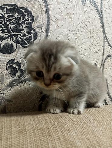 Pişiklər: Şotland yastı qulaq, Erkək, Ünvandan götürmə — 2