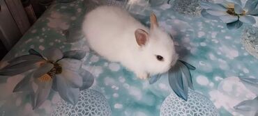 Dovşanlar: 🟠 Ev dovşanı balalarına super endirim kampaniyası. müvəqqəti olaraq 50 — 30