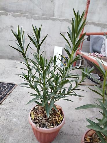 олеандра: Куст олеандра в горшке - Вид: Nerium oleander (олеандр), вечнозелёный — 3