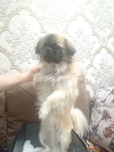 İtlər: Pekines, 2 il, Dişi, Peyvəndli, Ünvandan götürmə, Ödənişli çatdırılma — 3