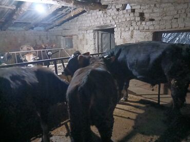 Коровы, быки: Продаю | Корова (самка), Бык (самец), Музоо, торпок | На забой, Для разведения, Для молока | Осеменитель, Привязанные at lalafo.kg — 2 Коровы, быки: Продаю | Корова (самка), Бык (самец), Музоо, торпок | На забой, Для разведения, Для молока | Осеменитель, Привязанные — 2