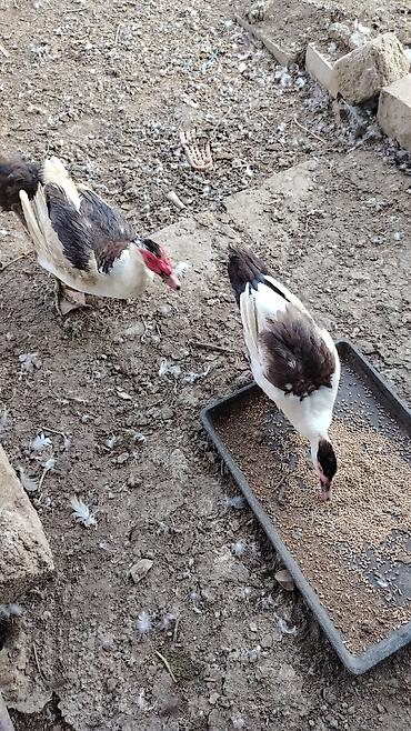 Musk ördəkləri (indo-ördəklər) – 2 baş - Cins: Muscovy (indo-ördəyi)