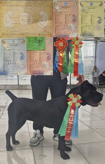 İtlər: Kane-Korso, Erkek, Sənədli, Ünvandan götürmə — 6