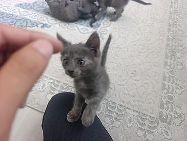 Животные: 🐾 Продаются котята породы Русская голубая! 🐾 Котятам 2 месяца. Все — 7