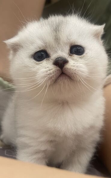 Коты: Котята! Продаю чистокровных серебристыхшотландских котят (