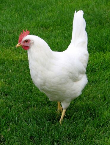 Птицы: Куплю несушек кур и обычных домашних кур