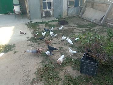 Salam tam sağlam quşlardır təcili satılır üst üstə 5 manatdan tək tək lalafo.az -da Salam tam sağlam quşlardır təcili satılır üst üstə 5 manatdan tək tək