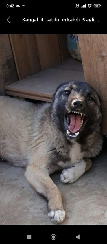 i̇t yuvasi: Kangal it satilir