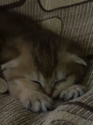 Pişiklər: Britan -da lalafo.az — 11 Pişiklər: Britan — 11