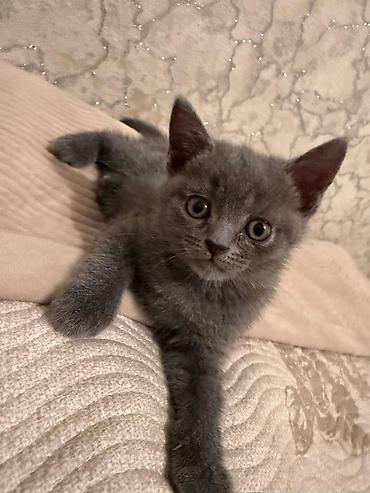 Шотландский короткошерстный котёнок, окрас сплошной голубой (blue)