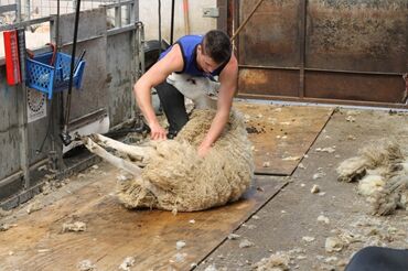стрижка овец услуги: Стрижка баранов овец по всему городу