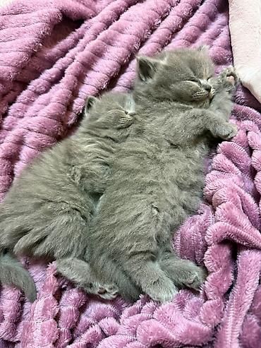 Pişiklər: Britan — 4