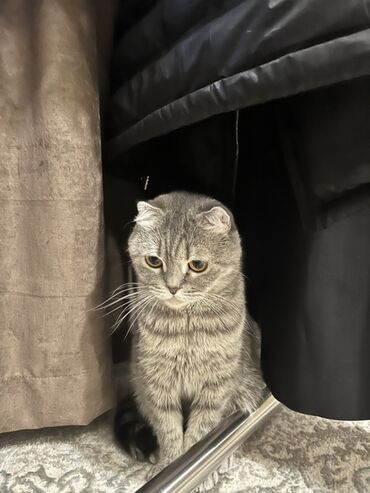 домик туалет для кошек: Шотландская вислоухая кошка (Scottish Fold) - Порода: шотландская