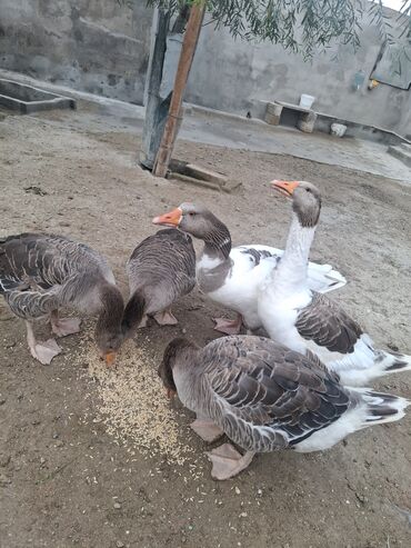 Qazlar: Yerli qaz alesi satlir 4 ana qaz 1 erkeg 6 dende balsi 1 ay olar bala — 12