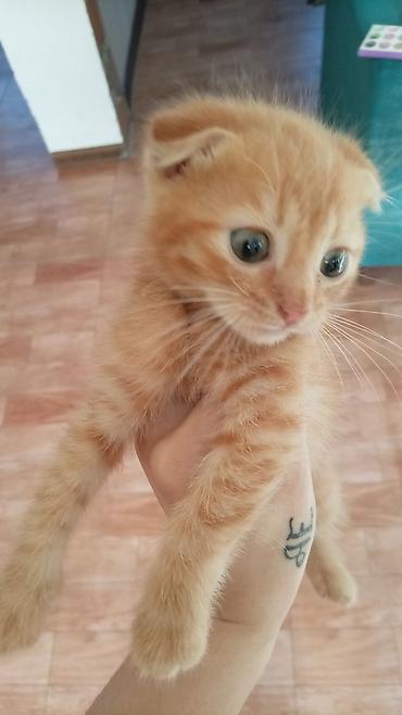 Кошки: Американская короткошерстная, Самец, В добрые руки, Самовывоз — 6