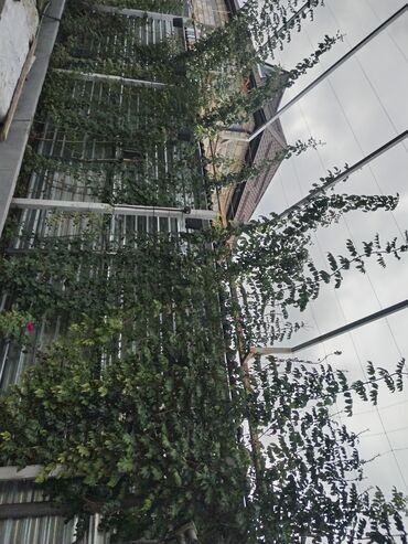 Həyət evləri və villaların satışı: 1 otaqlı, 36 kv. m, Yeni təmirli — 21