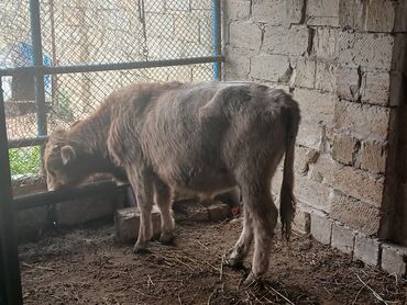 Dana, buzov: Məhsul: Dana (gənc iribuynuzlu heyvanlar) Təsvir: - Şəkillərdə bir — 7