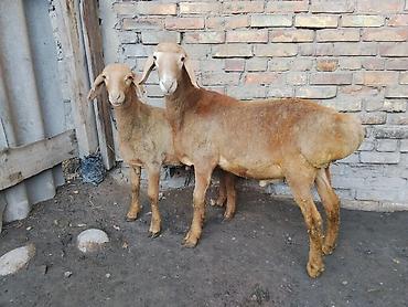 Кочкорлор, койлор: Сатам | Кочкор (эркек) | Гиссар | Көбөйтүү үчүн | Асыл тукумдуу — 2