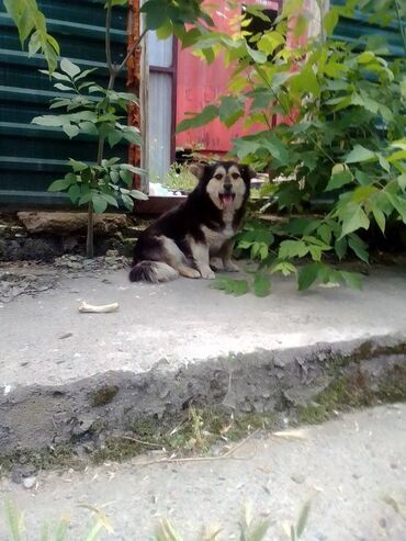 нашел собаку: Бишкек В Аламедин-1 больше месяца появилась красивая собачка с