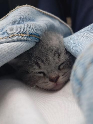 Кошки: Шотландская, Самовывоз — 5