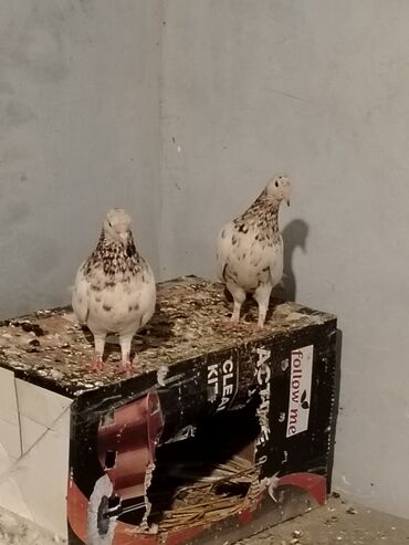 Erkek mayadilar enni quyruqlar balarida ozleri kimi verir cutu 30manat