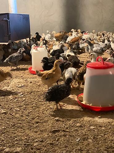 quzu qiyməti: Toyuq, Damazlıq, Ünvandan götürmə, Pulsuz çatdırılma, Ödənişli çatdırılma — 1
