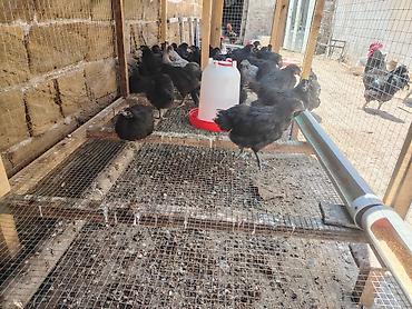 ayam cemani: Toyuq cücələri, Damazlıq — 5