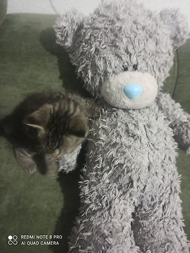 Отдам даром: Мальчики 🐈🐈в добрые руки родились 9 августа к лотку приучаються кушают — 4