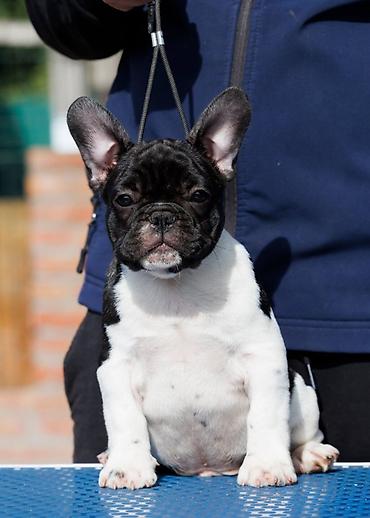 French bulldog odg Srcky's oglasava stenad profesionalno odgojenu na lalafo.rs French bulldog odg Srcky's oglasava stenad profesionalno odgojenu