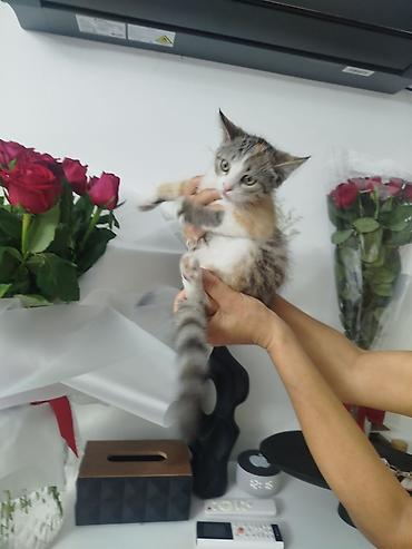 трехцветный котенок купить: Кошка даром: Экзотическая, 2 месяца, Девочка, Приучена к лотку — 1