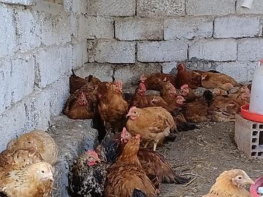 kend çolpaları: Təbii Qırmızı Sasso Çolpaları – Cəmi 12 AZN! 🐔 Tam sağlam, təbii — 6