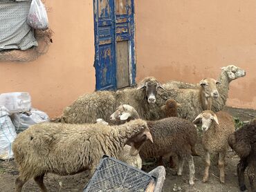 Qoyunlar, qoçlar: Salam Heyvanlar hamısı sağlam ağır boğazdılar ana baladılar satılırlar — 10