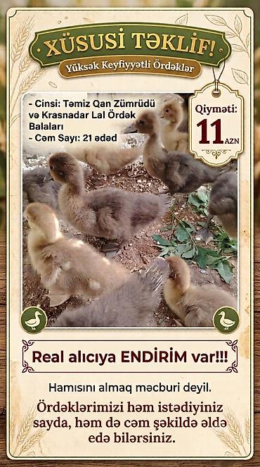 krasnadar ordek: Tam sağlam Zümrüdü və Krasnadar Lal ördək balaları. 21 ədəddir. Sağlam — 1