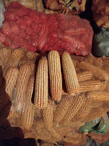 Корма для с/х животных: Кукуруза в початках по 13 сом есть 200 сеток